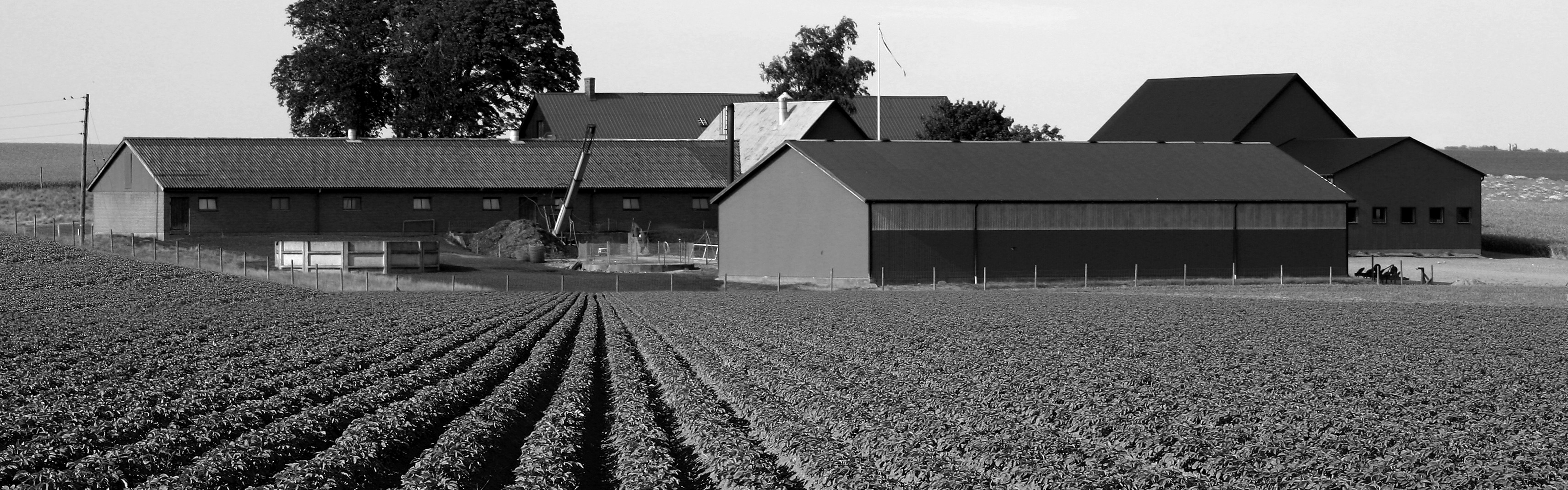 a rolling field of crops and a barn