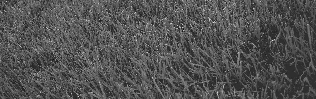 a field of healthy grass up close