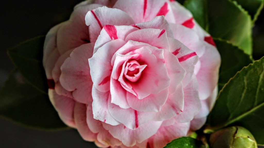 A blooming Camellia flower