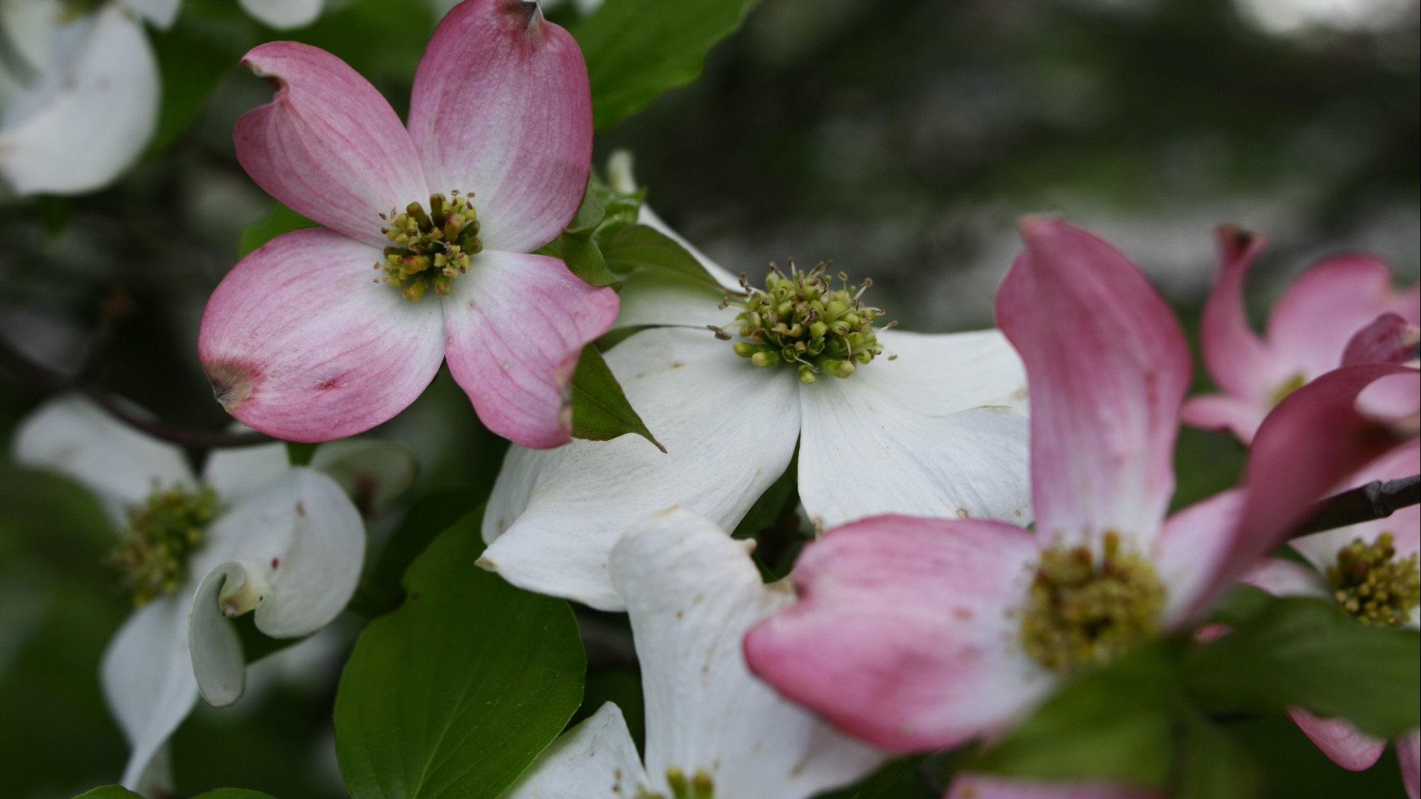 A blooming dogwood flower